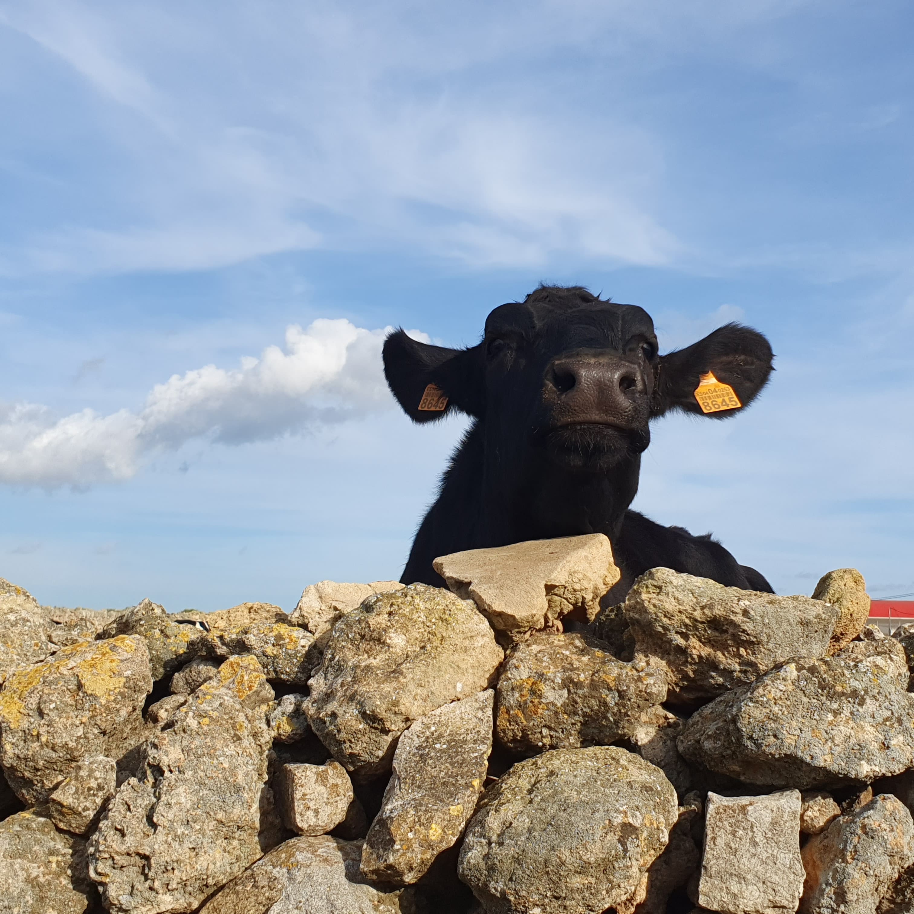 Essencia Caldereta 3