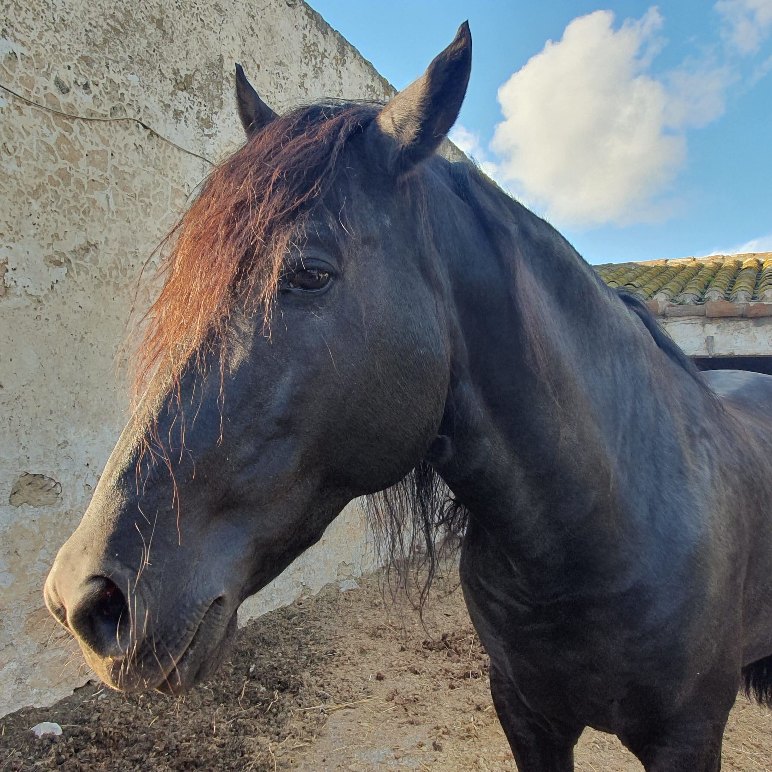 Essencia Caldereta 8